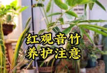 如何科学养殖对对红（对对红养殖方法和注意事项详解）