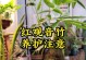 如何科学养殖对对红（对对红养殖方法和注意事项详解）