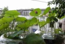 碗莲养护技巧（学会正确的养护方法，让碗莲焕发生机）