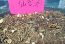 仙客来的施肥和浇水技巧（科学施肥和适当浇水，让你的仙客来茁壮成长）