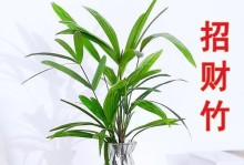 以千水观音怎么养植（打造优美生态的观赏植物——千水观音养殖全指南）
