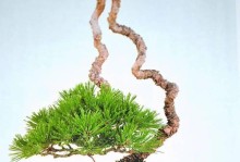 普通松树盆景的魅力（用普通松树打造盆景，展现自然之美）