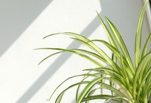 15种室内植物净化空气效果最好（打造健康室内环境，让呼吸更清新）