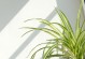 15种室内植物净化空气效果最好（打造健康室内环境，让呼吸更清新）