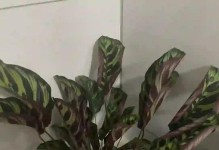 竹芋花叶后面有粘液的原因及解决方法（揭秘竹芋叶背粘液的成因及应对之策）