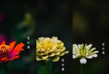 球菊的花语和寓意（探寻球菊的内涵和象征意义）