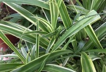 《以吊兰匍匐茎的修剪技巧》（掌握关键步骤，打造茂盛多枝的吊兰）