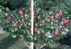 冬季杜鹃花的管理要点（冬季保养让杜鹃花迎来绚丽春天）