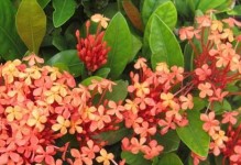 龙船花耐冻吗？冬天怕不怕冻？（了解龙船花的生长环境和适应能力）