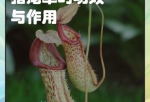 探秘猪笼草种子的奇妙之旅（从种子到猪笼草）