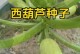 种植葫芦的全程指南（从种子到收获，打造属于自己的葫芦园）