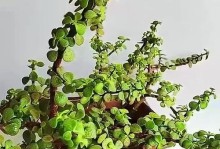 如何培养金枝玉叶盆景，打造高雅养眼的植物艺术品（金枝玉叶盆景教程，实用技巧一网打尽）