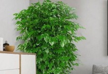 平安树耐阴吗？——耐阴植物与平安树的关系