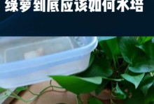 绿萝藤修剪与种植技巧（打造盛放绿意的家居绿化，绿萝藤修剪与种植指南）