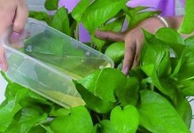 绿萝冻后怎么办？保护植物免受寒冷侵害的方法（冬季保护绿萝免受冻害，有效延长生命）