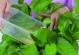 绿萝冻后怎么办？保护植物免受寒冷侵害的方法（冬季保护绿萝免受冻害，有效延长生命）