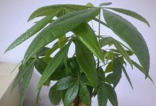 发财树剪枝养护全攻略（让你的发财树茁壮成长，财运亨通）