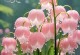 铃兰怎么养才能开花（打造浪漫芳香的园林秘诀）