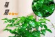 幸福树的种植和养护方法（让幸福常驻，享受植物带来的喜悦）