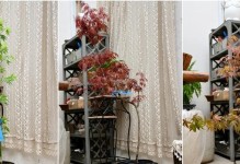 枫树移植后的养护技巧（让您的枫树健康生长的关键步骤与方法）