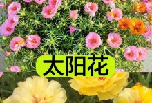 太阳花的光荣——它是多么喜欢太阳（太阳花的生长习性和喜爱之处）