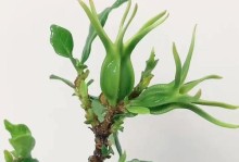 修枝有道，栀子花倍生机（从修枝到满园飘香，科学方法让栀子花绽放美丽）