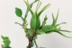 修枝有道，栀子花倍生机（从修枝到满园飘香，科学方法让栀子花绽放美丽）