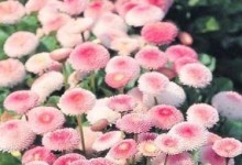 秋天花草怎么加土（以土壤改良为基础，打造丰富多彩的秋日花园）