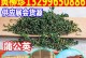 苦碟子与婆婆丁的异同（了解这两种中草药的区别与功效）