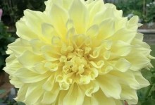 红薯开花的奥秘（颜色、样子、生长环境）