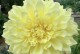红薯开花的奥秘（颜色、样子、生长环境）
