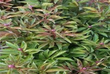 种植白芍的最佳时间和生长周期：优质白芍的种植技巧与护理
