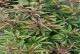 种植白芍的最佳时间和生长周期：优质白芍的种植技巧与护理
