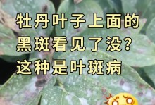 叶子上的黑斑——如何有效去除（探索叶子黑斑的成因及解决方法）