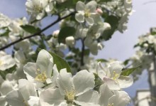 探秘苹果花的开花季节（一年四季苹果花的美丽与神秘）