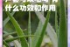 芦荟叶子干瘪的原因及解决方法（探究芦荟养护中叶子干瘪的问题与解决方案）