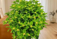 室内盆栽桂花的养护指南（打造家中的桂花香园，室内盆栽桂花怎么养）