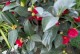 以茶花焉了怎么办？——探索化解焦虑的有效方式（一起来了解茶花焉了的原因、影响及应对方法）