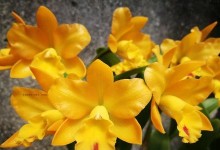 卡特兰开花指南（探究卡特兰花期长短，护理技巧来帮助您栽培一朵美丽的卡特兰）