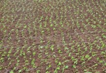 大头菜的种植及栽培管理技术（时间、方法与技巧）