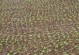 大头菜的种植及栽培管理技术（时间、方法与技巧）