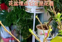 三角梅花叶子掉落后的护理与恢复（重拾繁茂）