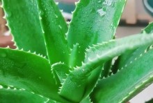 芦荟叶上出现斑点应该怎么处理？（识别斑点类型，采取相应的处理方法）