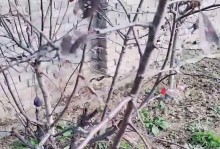 海棠烂根的原因及治疗方法探析（探寻海棠烂根背后的原因和有效治疗方法）