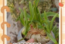 水仙花的保护与繁殖（种植方法与养护技巧）