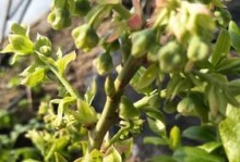 蓝莓的开花季节及花期长度（了解蓝莓花期，轻松种出好果子）