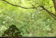 盆栽土冻住怎么办？解决冻土问题的实用方法（应对盆栽土冻结，帮助植物度过严寒季节的有效措施）