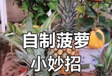 以波萝头做盆栽的养殖方法（简单易学的波萝头盆栽养殖技巧）