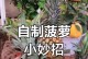 以波萝头做盆栽的养殖方法（简单易学的波萝头盆栽养殖技巧）