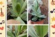 洋桔梗定植后的养护指南（洋桔梗定植后如何正确处理及养护）